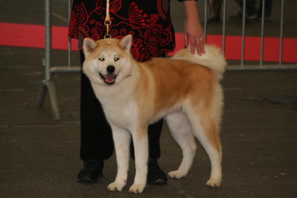 N?daenerys Go Akita No Hasuhana