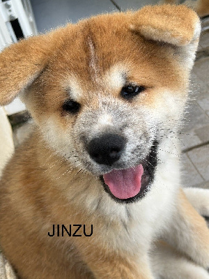 V?JINZU