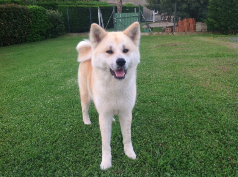Itoe Go Akita No Hasuhana