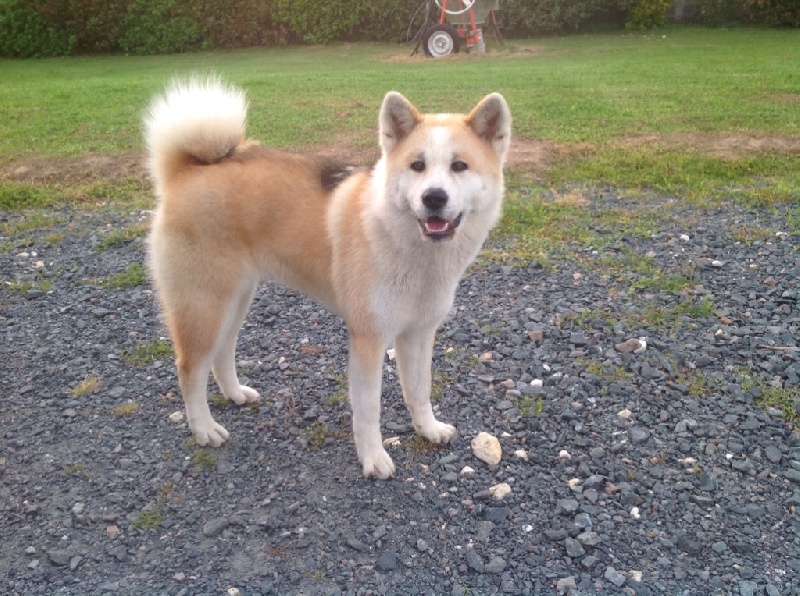 J'kumaneko Go Akita No Hasuhana