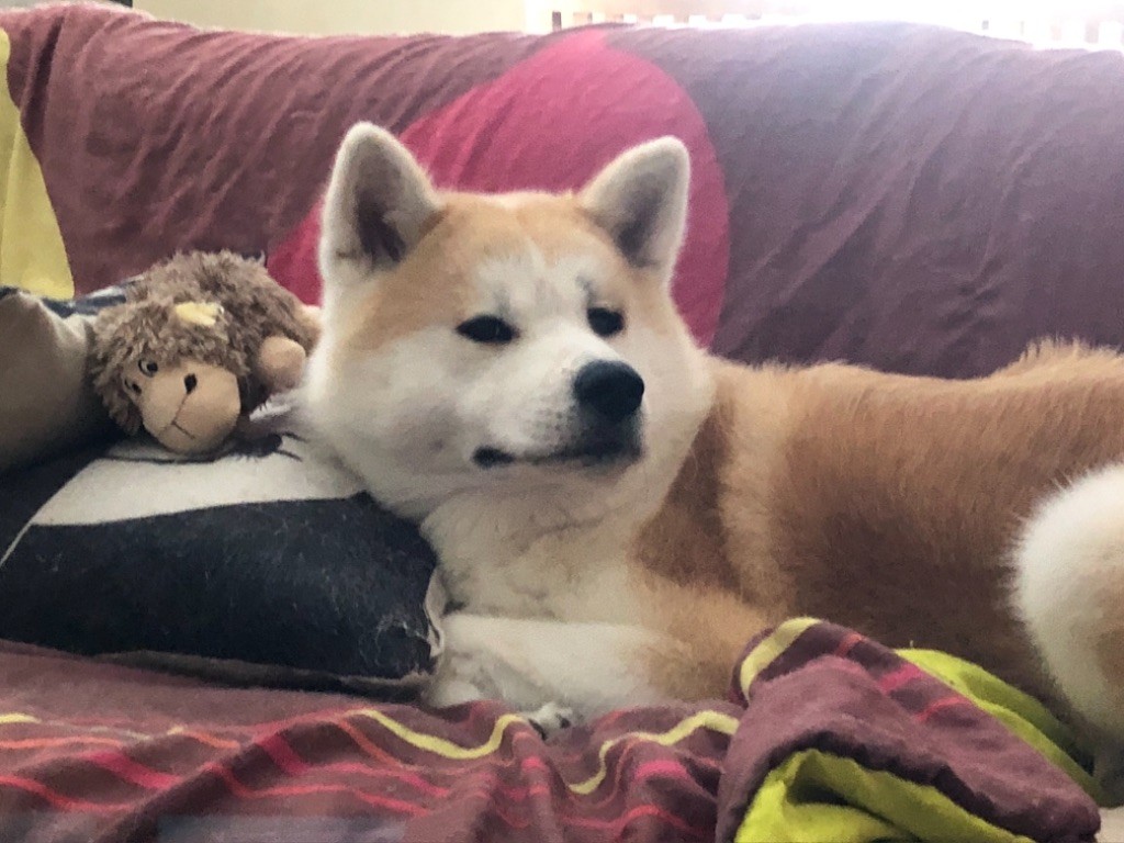 N?daenerys Go Akita No Hasuhana