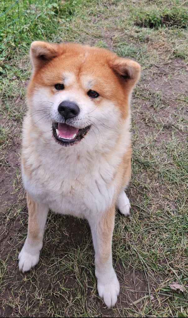 R yoshi go Des Fideles Akita Ken