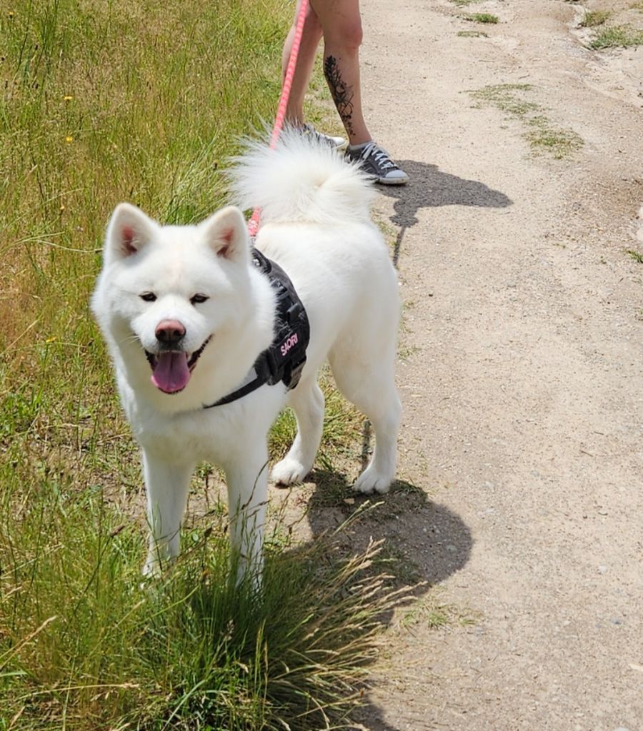 Saori Go Akita No Hasuhana