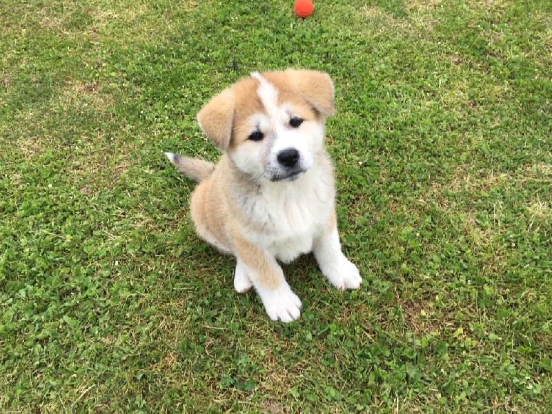 Go Akita No Hasuhana - Akita - Portée née le 01/03/2016